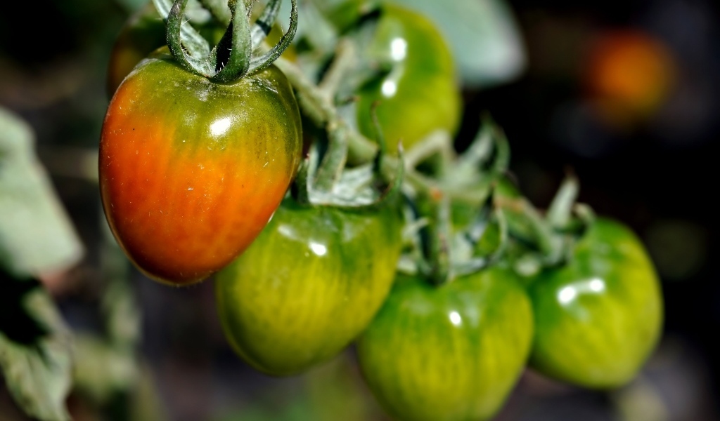 Созревающие томаты на ветке