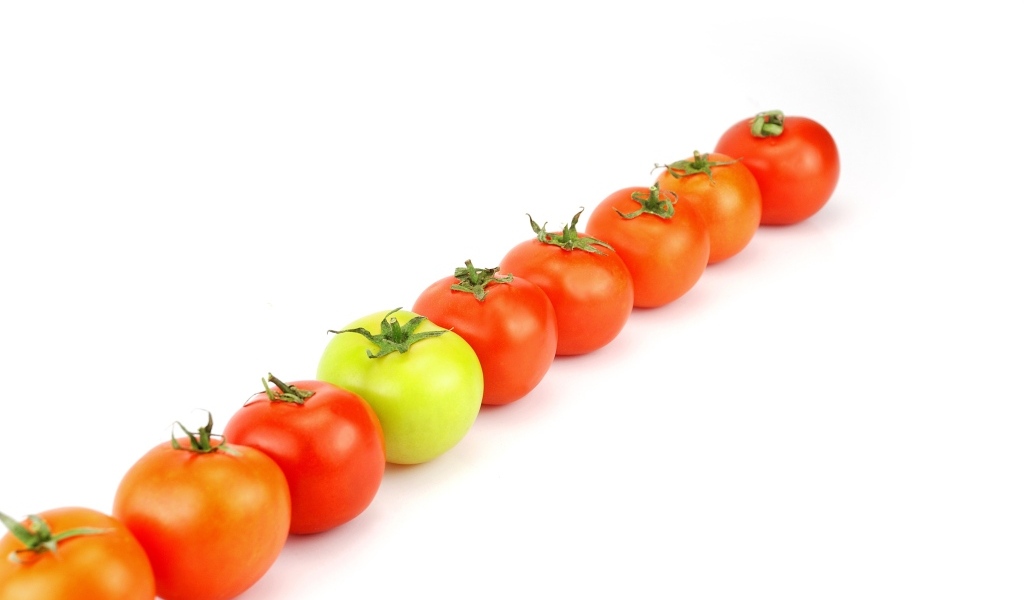 Ряд из помидоров на белом фоне