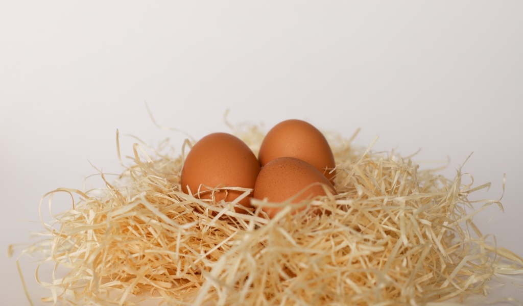 Три куриных яйца лежат в гнезде