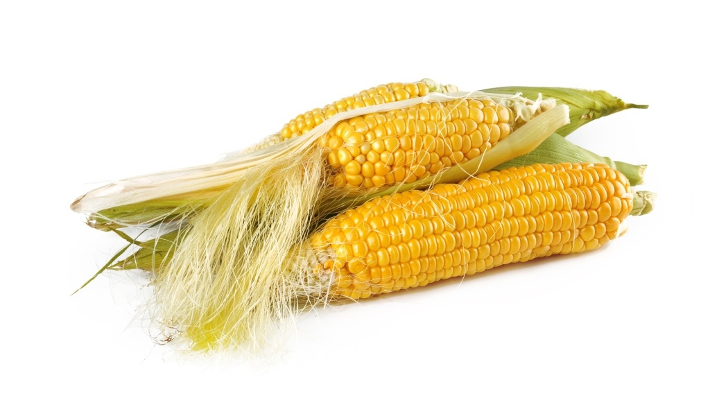 Желтые початки кукурузы на белом фоне