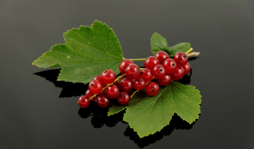 Гроздь красной смородины с зелеными листьями на сером фоне