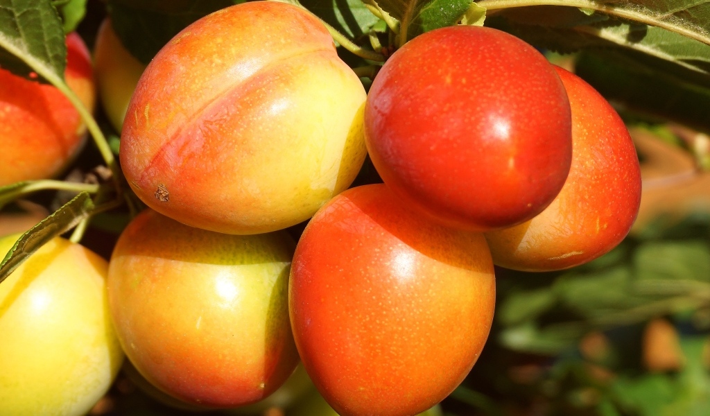 Красивые оранжевые сливы на ветке