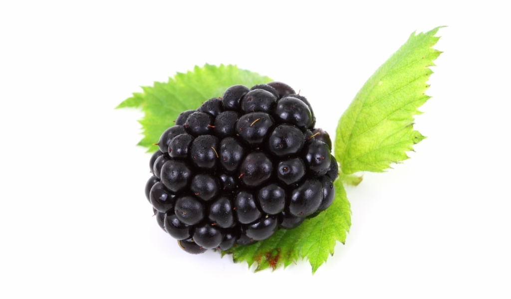 Большая ягода ежевики с листьями на белом фоне