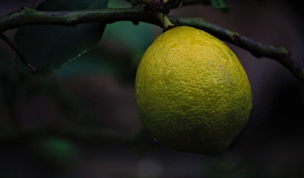 Большой лимон спеет на дереве