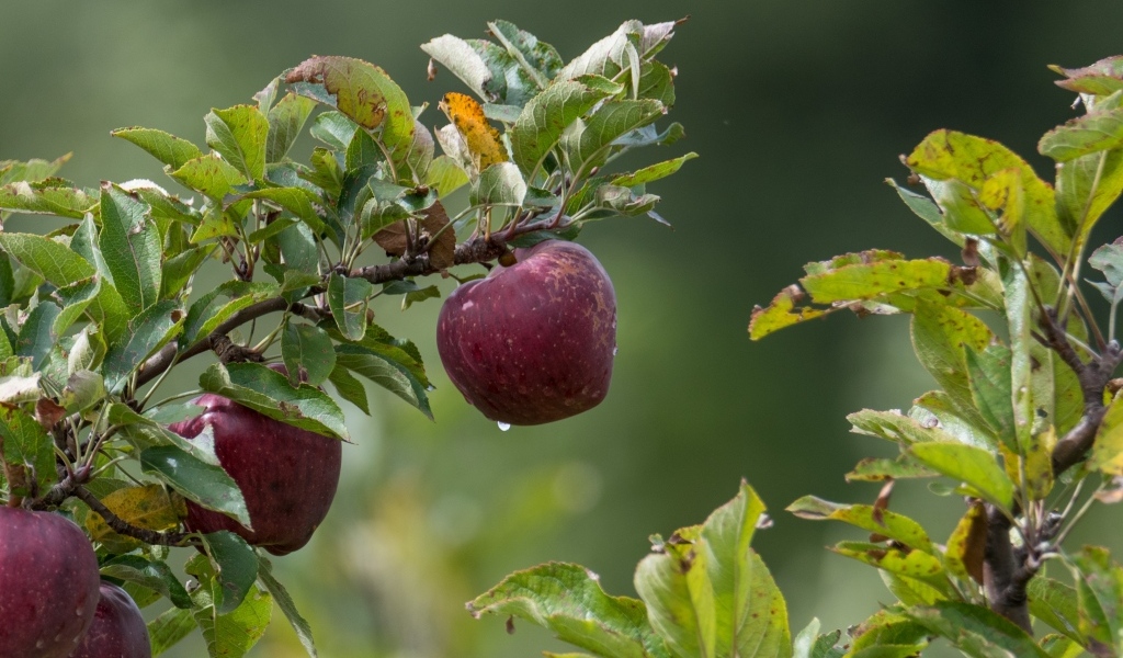 Большие красные яблоки на ветке дерева 