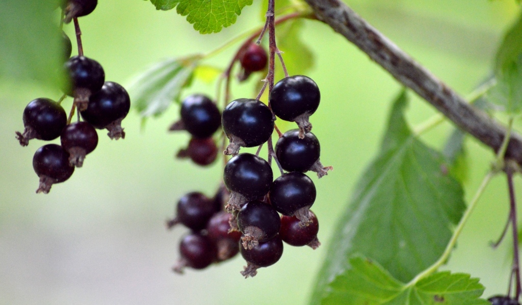 Ягоды черной смородины на ветках