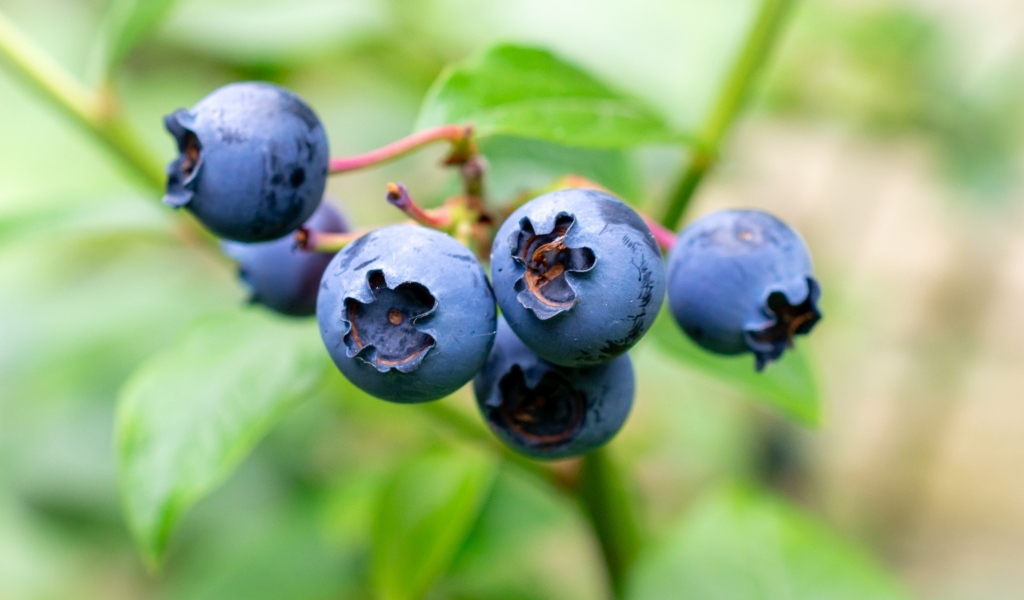 Синие ягоды лесной черники крупным планом