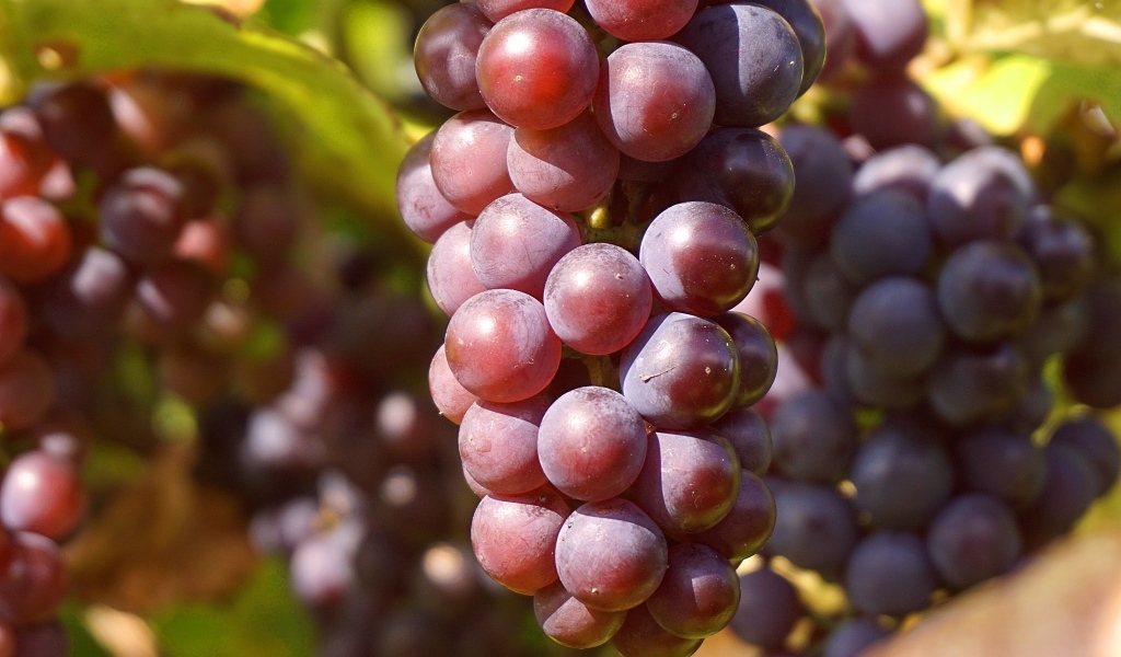 Гроздь розового винограда в лучах солнца