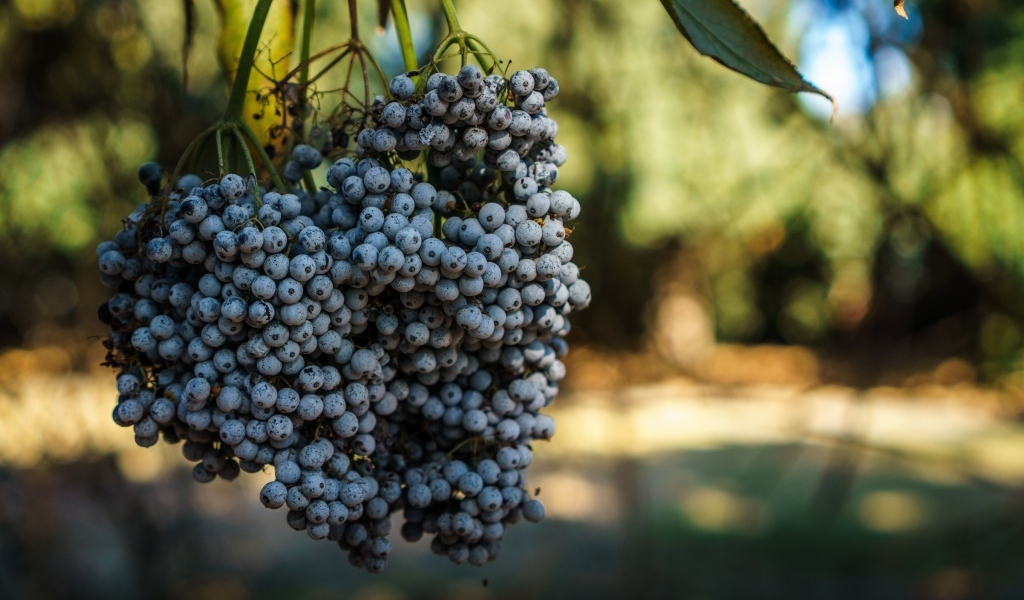 Гроздь дикого синего винограда