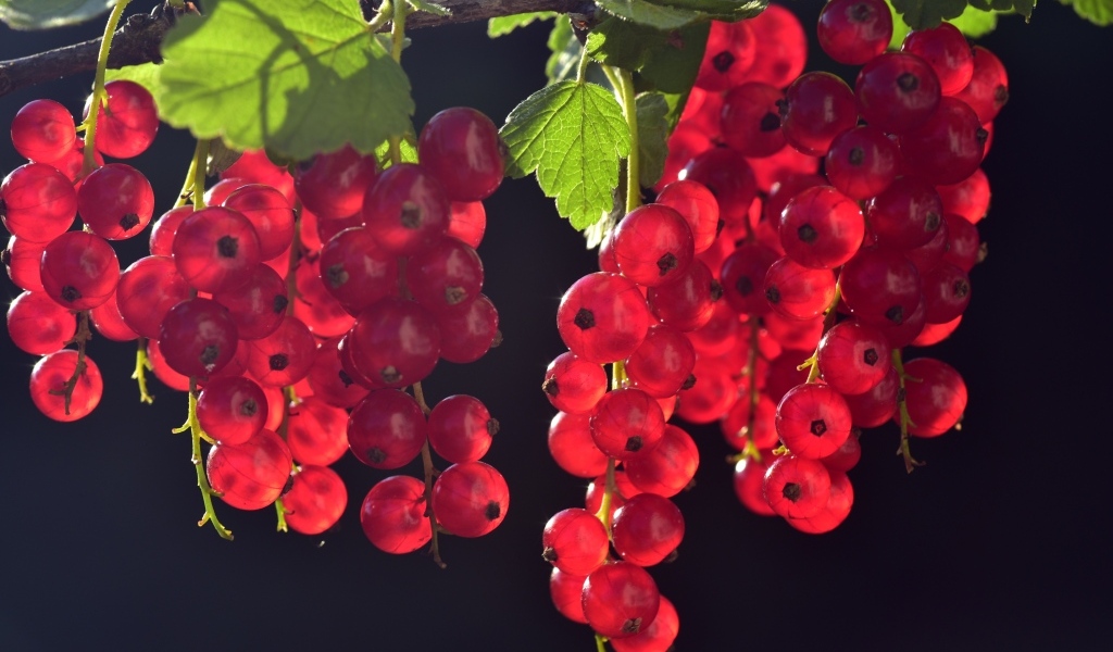 Гроздья красной смородины на ветке в лучах солнца