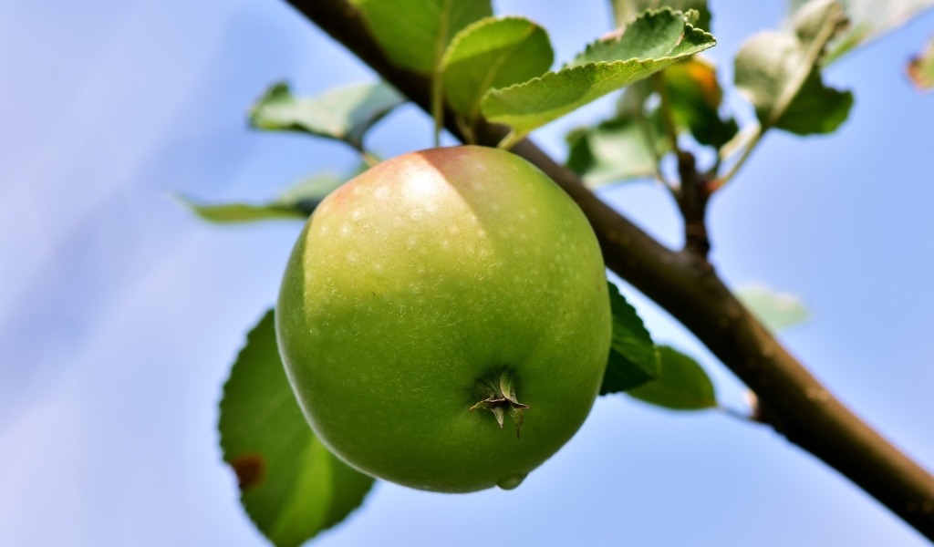 Зеленое яблоко на ветке дерева