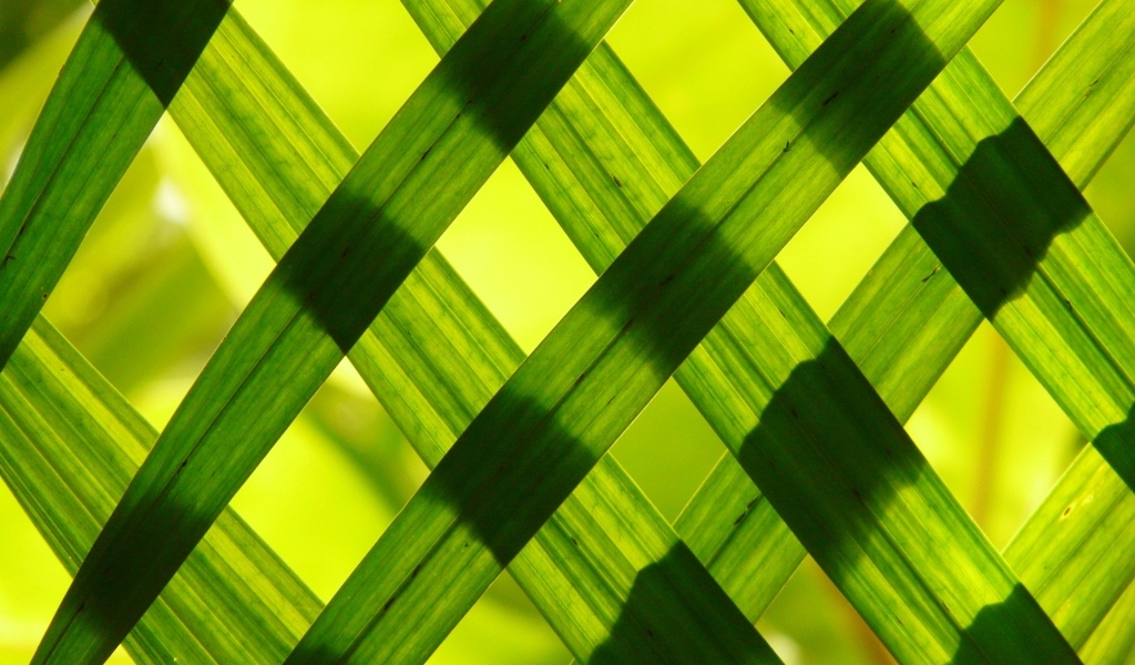 Зеленые листья выложили решеткой