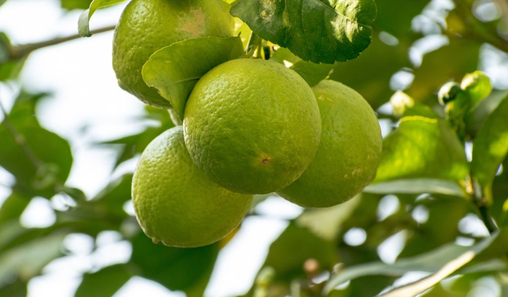 Зеленые плоды лайма на ветке дерева
