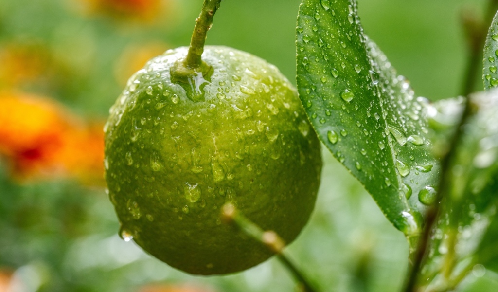 Зеленый лайм на ветке дерева в каплях дождя