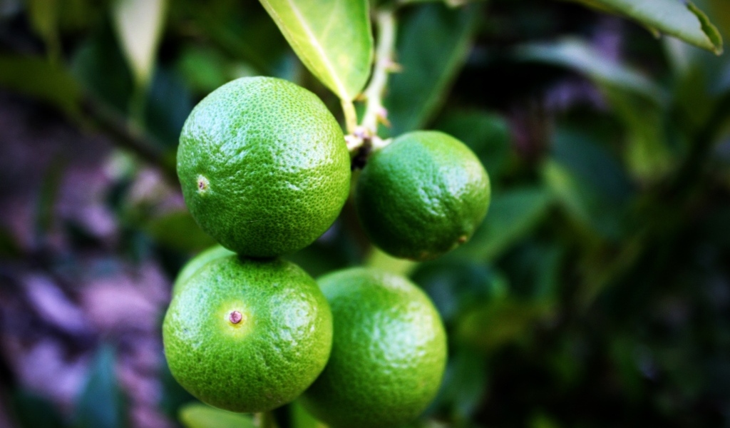 Зеленые лаймы на ветке дерева