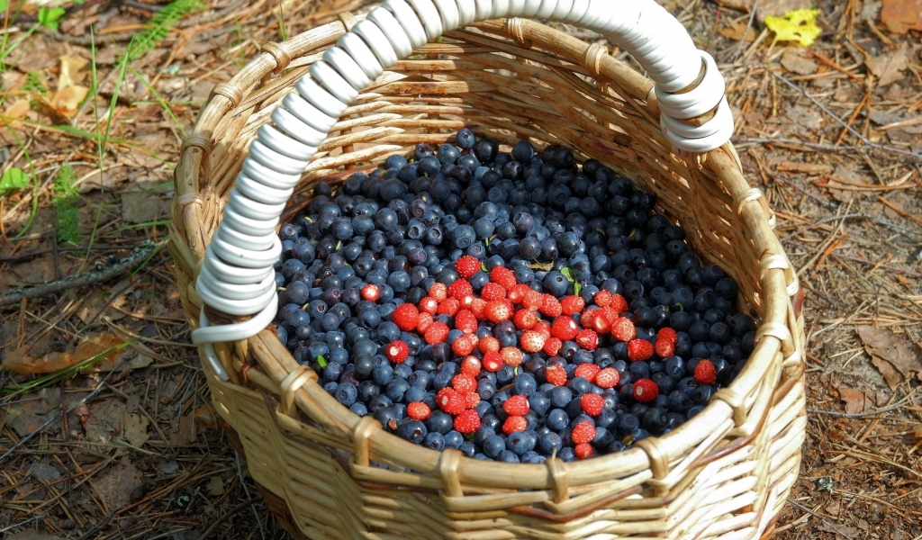 Большая корзина с ягодами черники в лесу