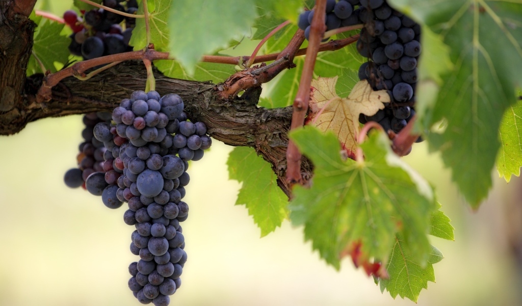 Большие грозди синего винограда на лозе