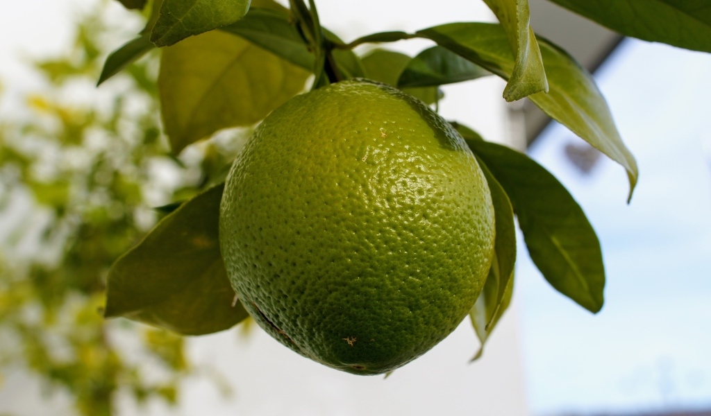 Большой зеленый лайм на ветке дерева крупным планом