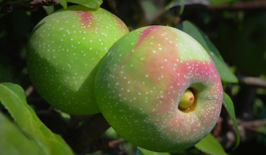 Большие крупные яблоки на ветке дерева