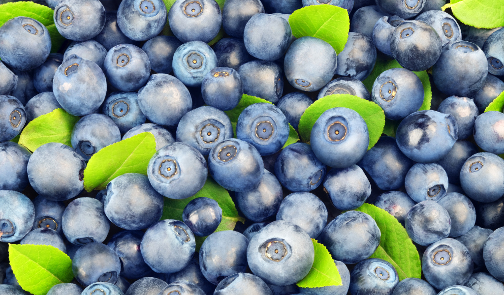 Много спелых синих ягод черники крупным планом