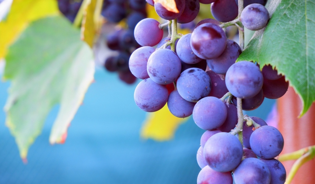 Розовый сладкий виноград крупным планом