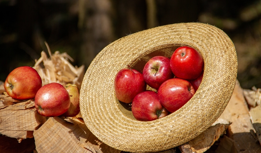 Красные яблоки лежат в соломенной шляпе 