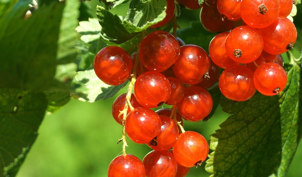 Красные спелые ягоды смородины