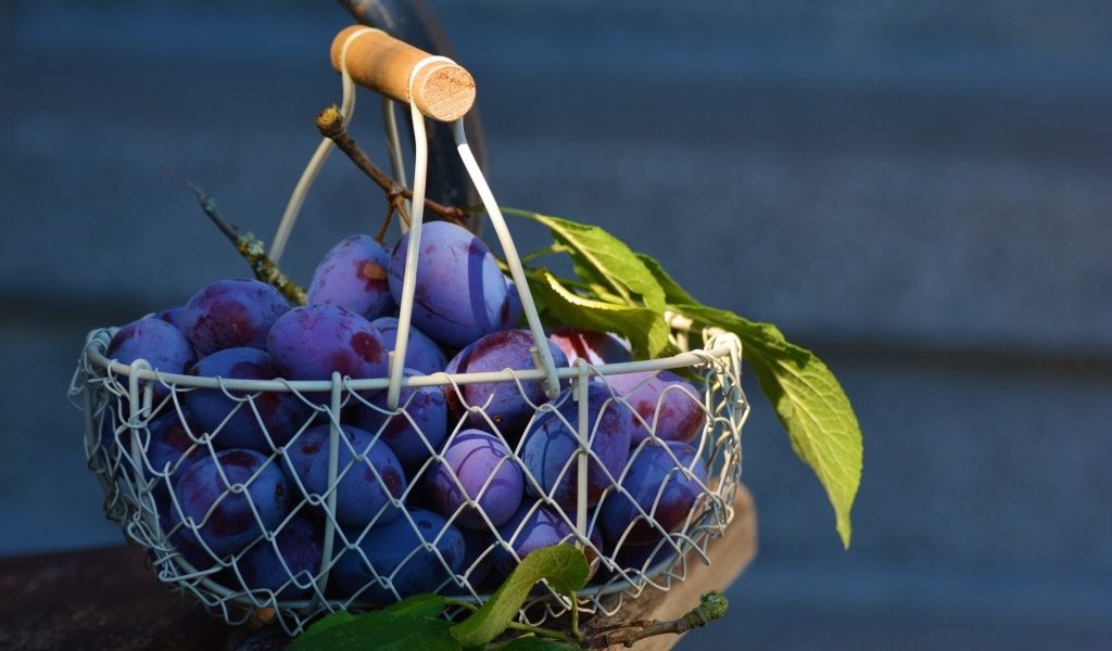 Спелые синие сливы в корзине на столе