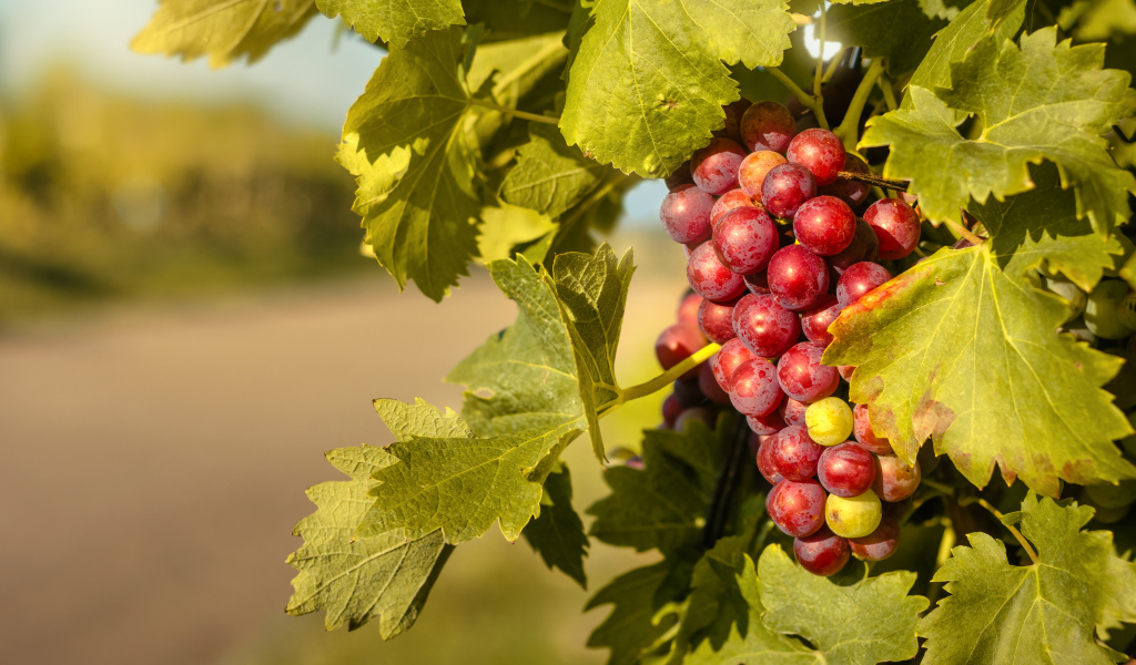 Спелая гроздь розового винограда в листьях