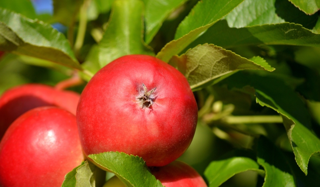Спелые красные яблоки в зеленых листьях