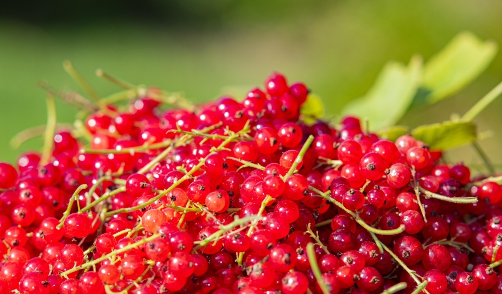 Ягоды спелой красной смородины