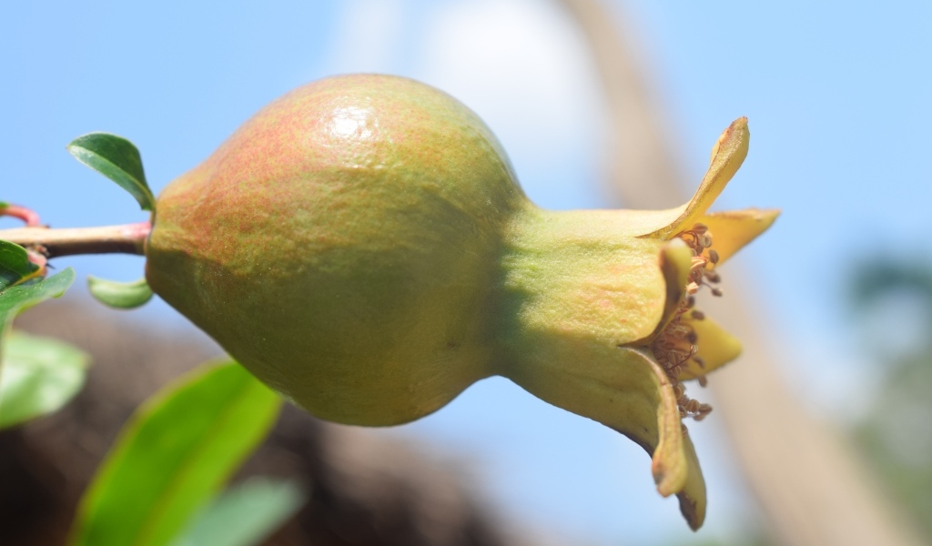 Плод граната созревает на ветке дерева