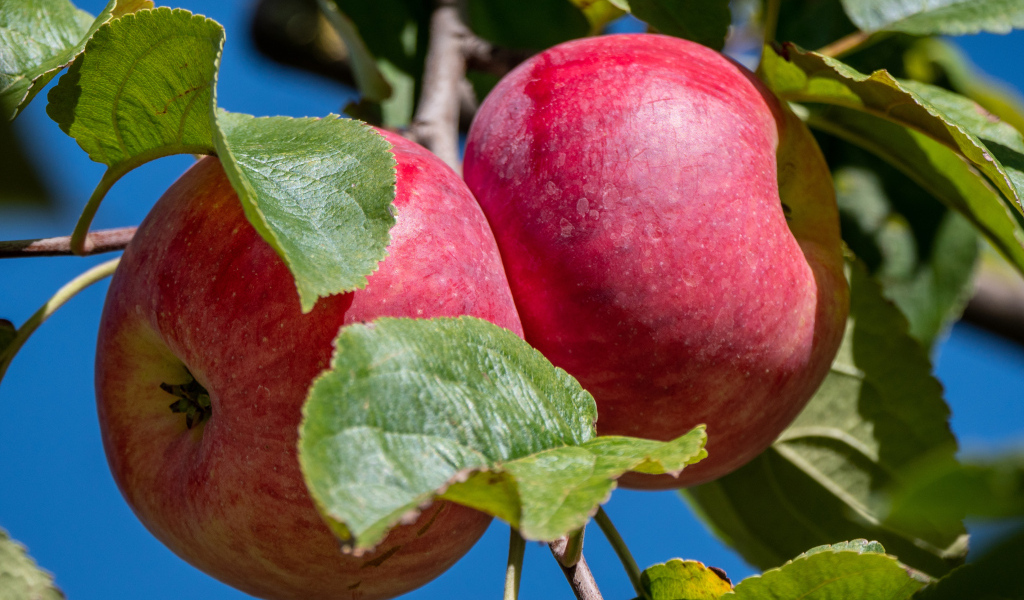 Два больших сочных яблока на ветке