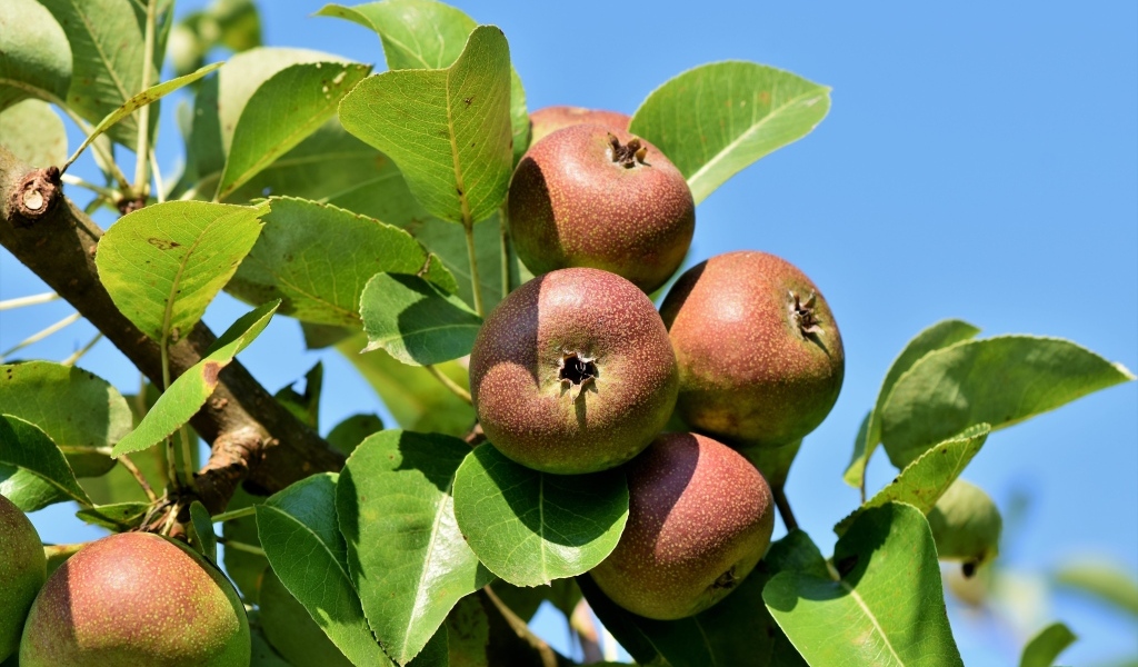 Недозрелые груши на ветке дерева