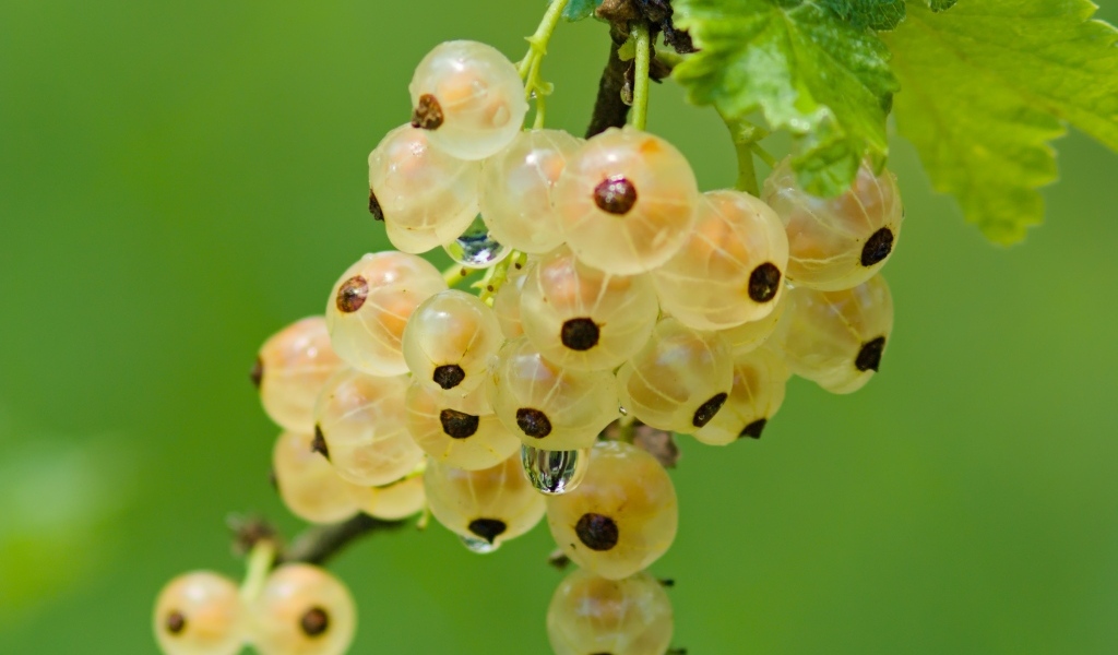 Желтая смородина на ветке крупным планом