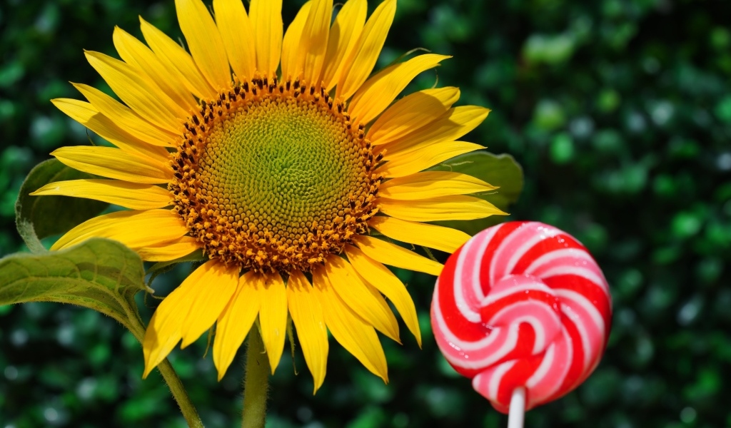 Конфета на палочке  с цветком подсолнуха