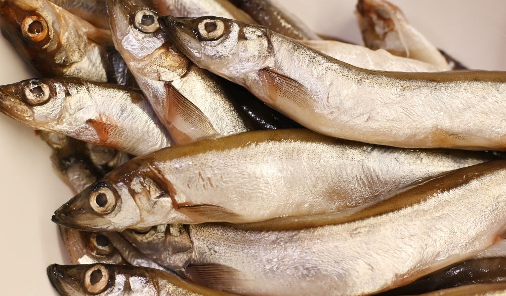 Свежая рыба мойва крупным планом