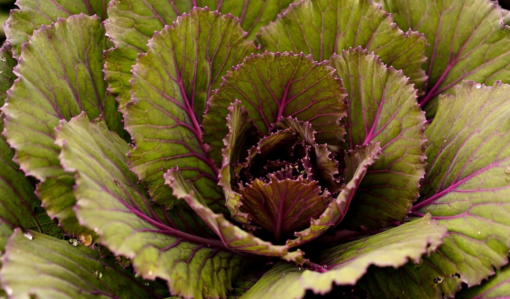 Большие капустные листья