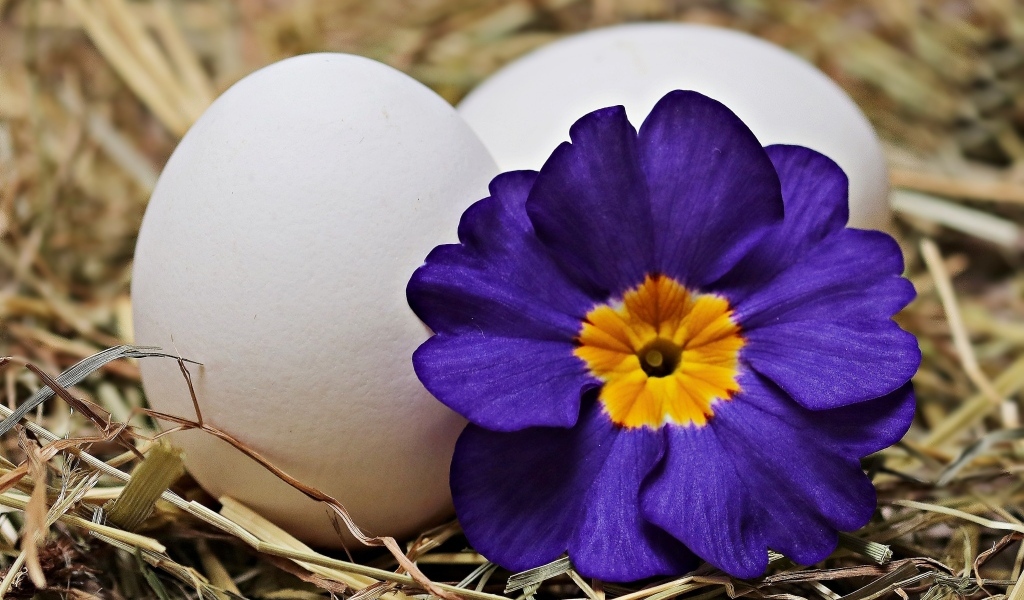 Два белых яйца с цветком на Пасху