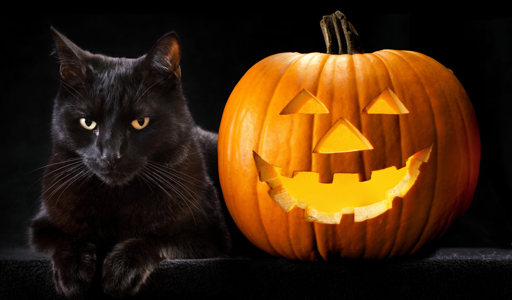 Красивый черный кот с тыквой на Хэллоуин