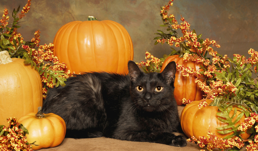 Черный кот с тыквами на Хэллоуин