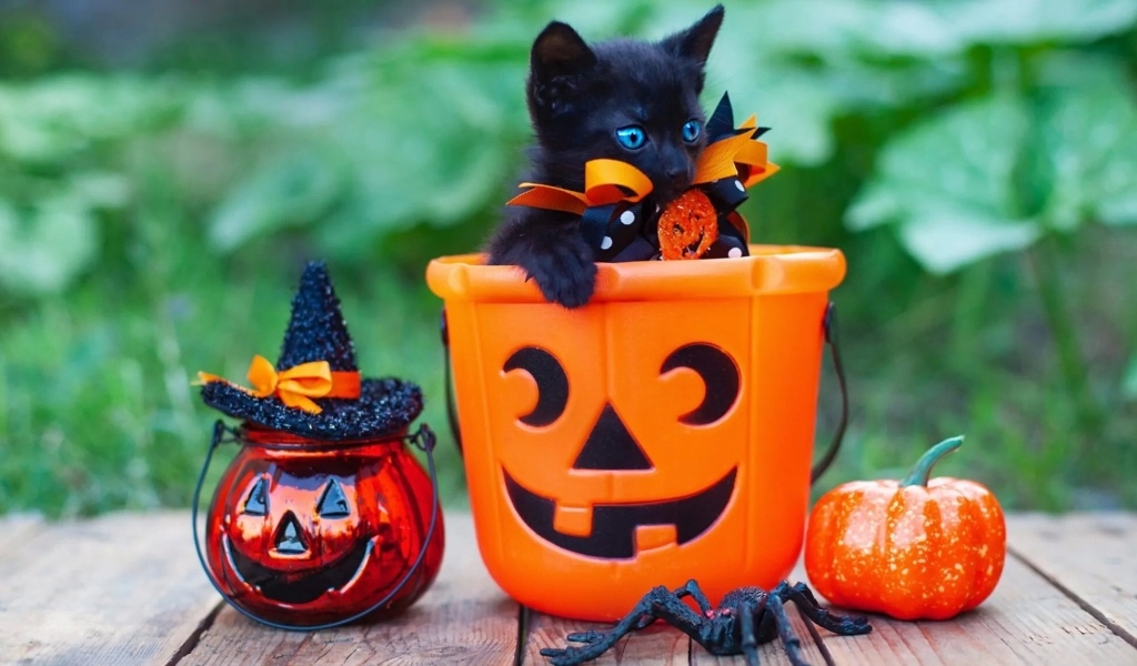 Черный котенок с декором на Хэллоуин