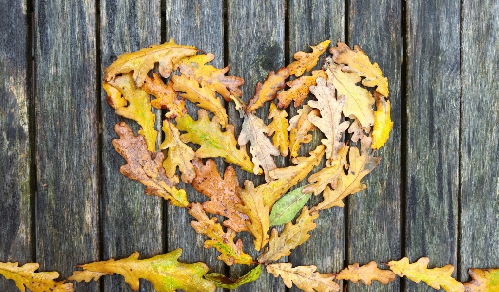 Сердце из опавших листьев дуба