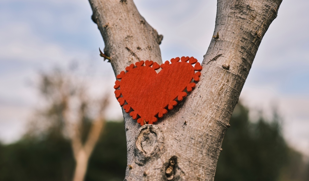 Красное сердце висит на дереве