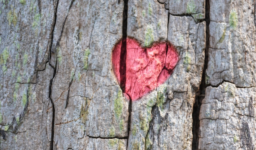 Красное сердце на коре дерева