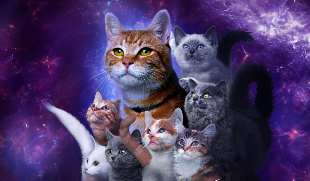Коты из фантастического фильма Марвелы