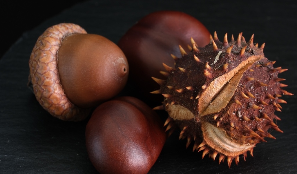 Сухие каштаны и желуди на черном фоне