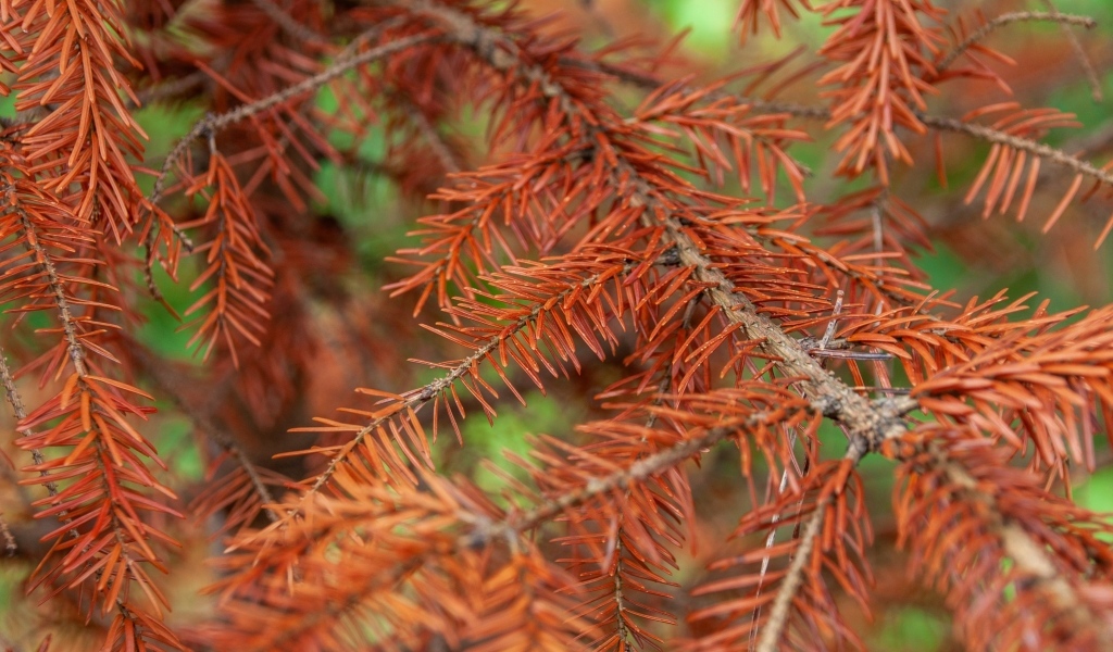 Сухая желтая ветка ели