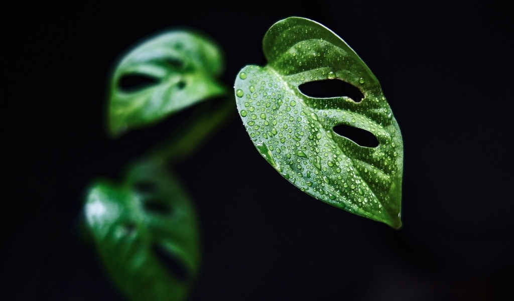 Зеленый лист в каплях росы на черном фоне