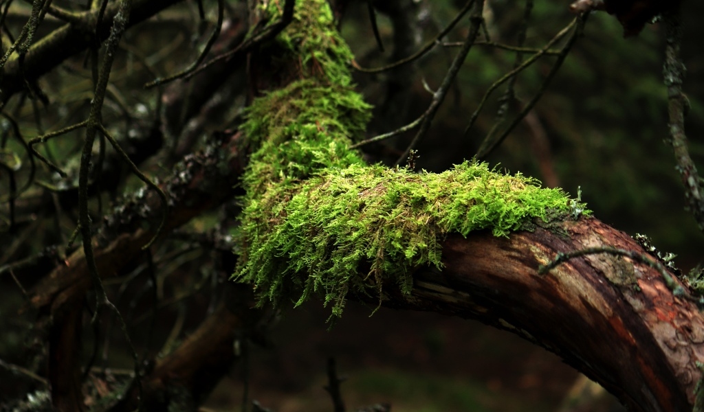 Зеленый мох на стволе дерева в лесу